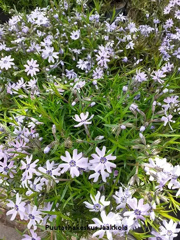 SAMMALLEIMU FABOULUS BLUE - Leimut - 2044483200005 - 1
