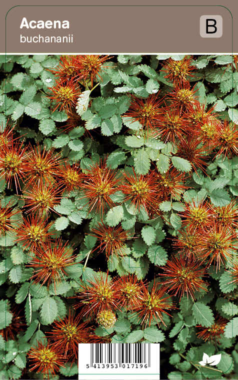 SINIAKEENA - Muut perennat - 2030171900005 - 1