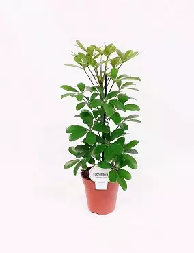 SIROLIUSKA-ARALIA NORA - Muut viherkasvit - 6417055085885 - 1