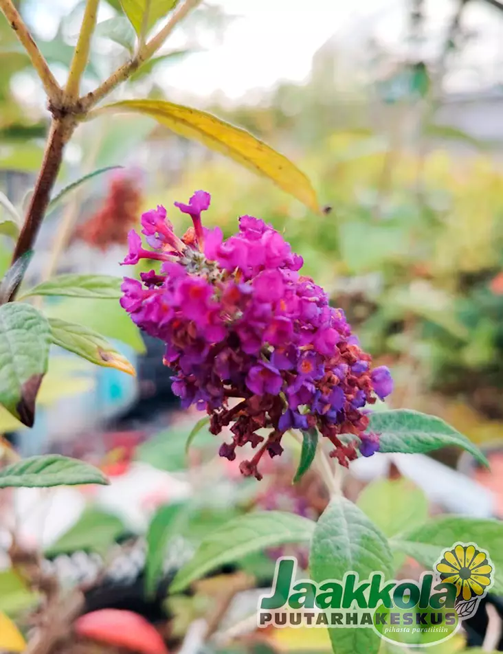 SYRIKKÄ MISS VIOLET - Muut pensaat - 2021211400005 - 1
