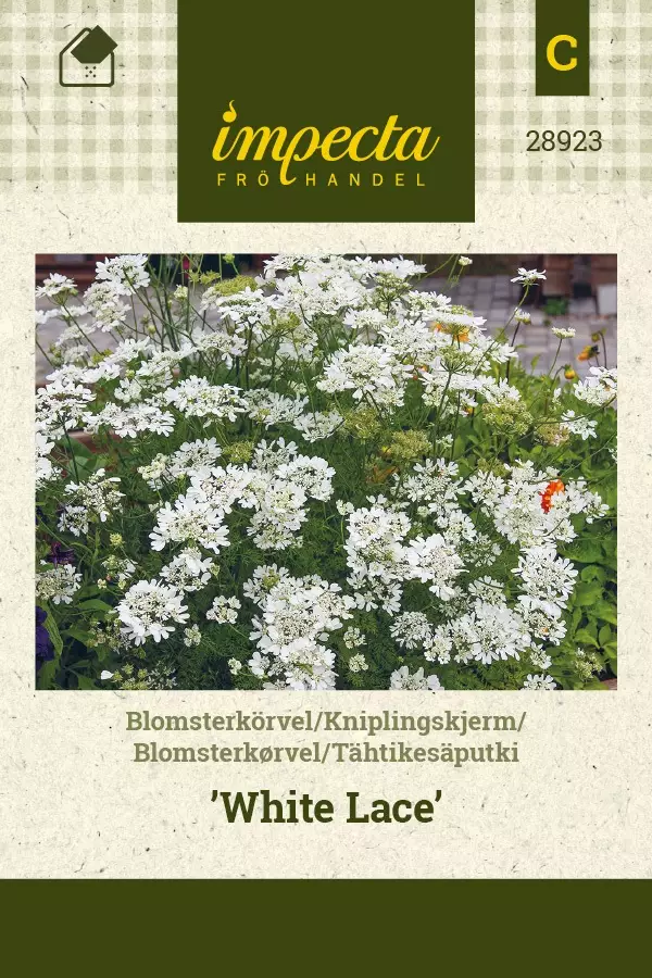 TÄHTIKESÄPUTKI WHITE LACE - Muut kesäkukkien siemenet - 7332756289235 - 1