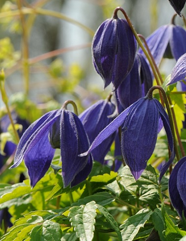 TARHA-ALPPIKÄRHÖ PAMELA JACKMAN - Kärhöt - 2040100600005 - 1