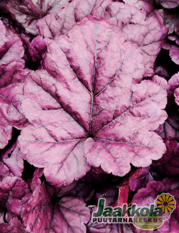TARHAKEIJUNKUKKA WILDBERRY - Keijunkukat - 2093650800005 - 1