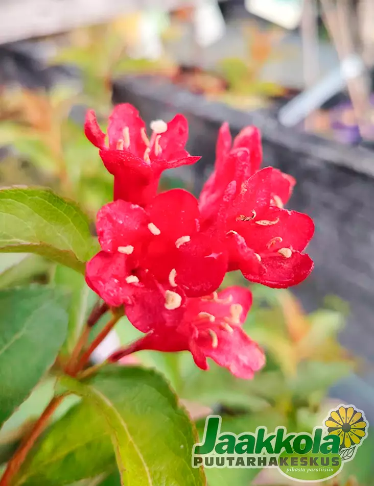 TARHAKOTAKUUSAMA CHERRY LOVE - Muut pensaat - 2099493100005 - 1