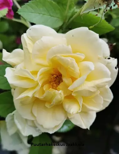 TARHAKURTTURUUSU GELBE DAGMAR HASTRUP - Pensasruusut - 2026646300005 - 1