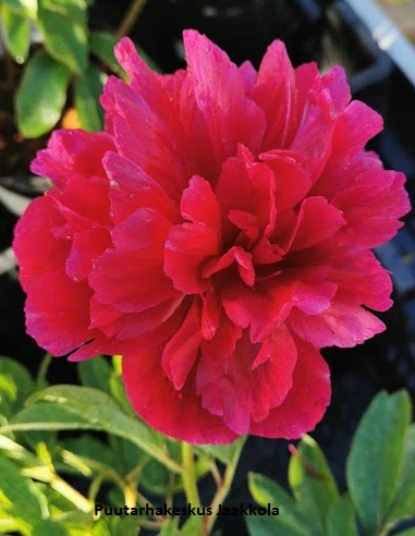 TARHAPIONI RUBRA PLENA - Pionit - 2012474900005 - 1