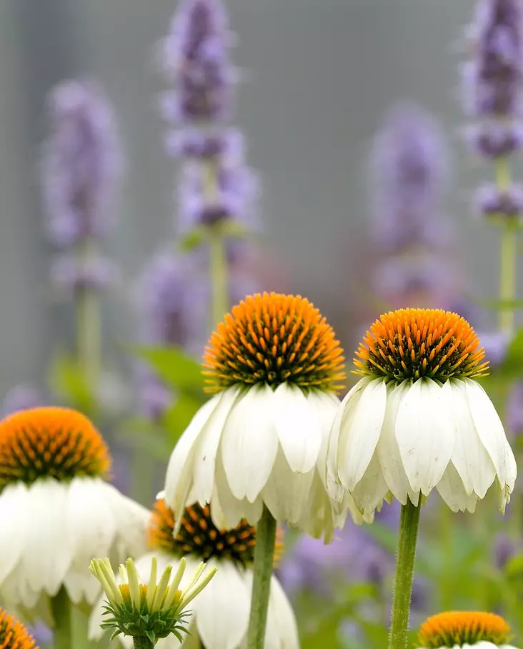 TARHAPUNAHATTU ALBA - Muut perennat - 2045445100005 - 1