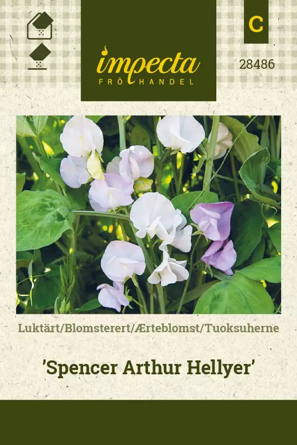 TUOKSUHERNE SPENCER ARTHUR HELLYER - Muut kesäkukkien siemenet - 7332756284865 - 1