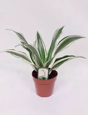 TUOKSUTRAAKKIPUU WHITE JEWEL - Traakkipuut - 2010614300005 - 1