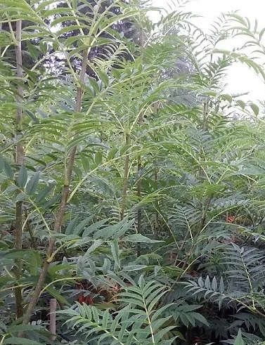 TUURENPIHLAJA - Pihlajat - 2013526200005 - 1