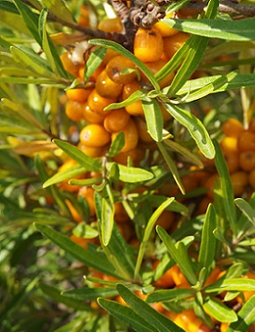 TYRNI TERHI - Tyrnit - 2001736600005 - 1