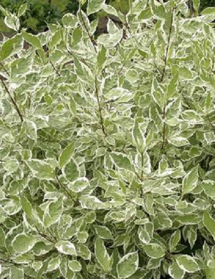 VALKOKIRJOKANUKKA - Kanukat - 2001410100005 - 1