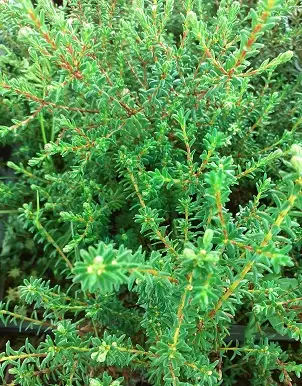 VARIKSENMARJA - Muut marjakasvit - 2060400100005 - 1