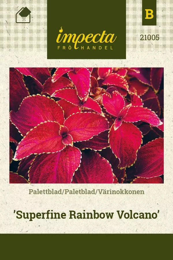 VÄRINOKKONEN SUPERFINE RAINBOW VOLCANO - Muut kesäkukkien siemenet - 7332756210055 - 1