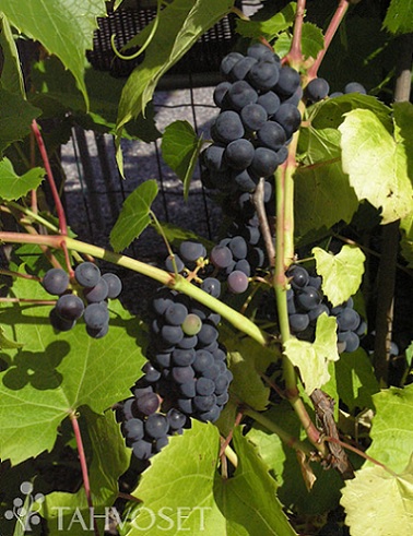 VIINIKÖYNNÖS VALIANT - Viiniköynnökset - 2032338800005 - 1