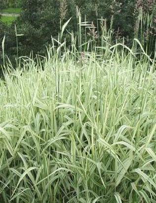 VIIRUHELPI - Muut perennat - 2021019100008 - 1