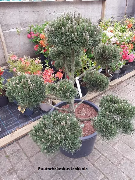 ALPPIMÄNTY BONSAI 60-80 C50 - Männyt - 2020494500006 - 1