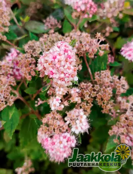 KEIJUANGERVO 20 kpl / avojuurinen - Angervot - 2034871900006 - 1