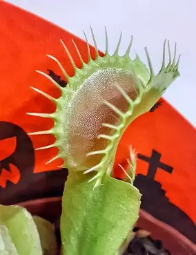 KÄRPÄSLOUKKU RUUKUNSUOJALLA 9 CM - Lihansyöjäkasvit - 8713626169656 - 2