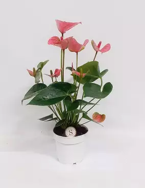 ANDRENFLAMINGONKUKKA PINK CHAMPION - Kukkivat viherkasvit - 8717645004356 - 1
