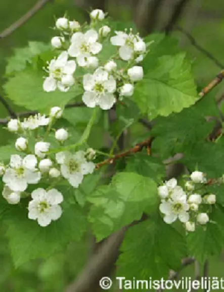 AITAORAPIHLAJA - Muut pensaat - 2022901800006 - 1