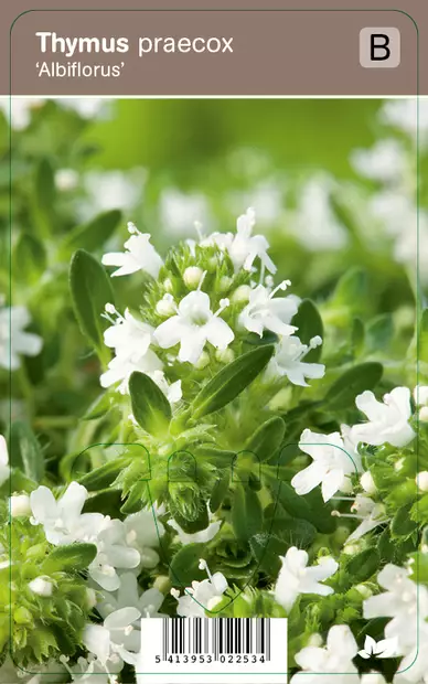 HARMAA-AJURUOHO ALBIFLORUS - Muut perennat - 2034891700006 - 1