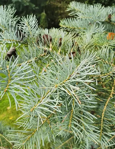 HARMAAPIHTA 140-160 - Pihdat - 2002208200006 - 2