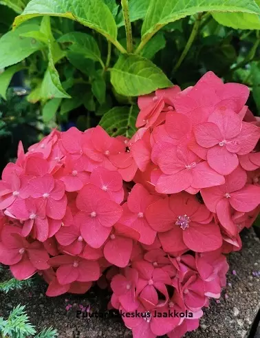 JALOHORTENSIA SUMMER LOVE - Hortensiat - 2021159400006 - 1