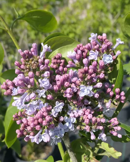 JALOSYREENI KATHERINE HAVEMEYER - Syreenit - 2030087600006 - 1