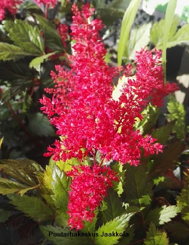 JAPANINJALOANGERVO MONTGOMERY - Jaloangervot - 2011103800006 - 1