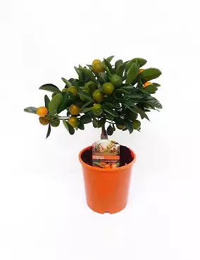 KÄÄPIÖSITRUS CALAMONDIN - Muut viherkasvit - 2055063700006 - 1
