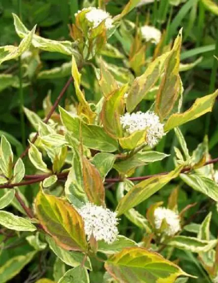 KELTAKIRJOKANUKKA - Kanukat - 2090093100006 - 1