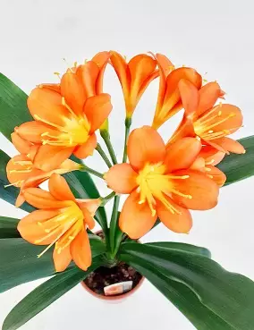 KLIIVIA - Kukkivat viherkasvit - 2010201600006 - 2