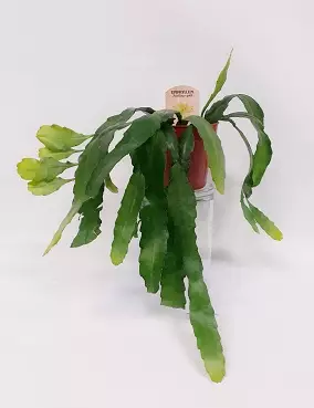 LEHTIKAKTUS FRUHLINGSGOLD - Kaktukset, mehikasvit ja tyräkit - 2001414600006 - 1