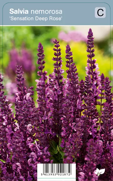 LEHTOSALVIA SENSATION DEEP ROSE - Muut perennat - 2035960900006 - 1