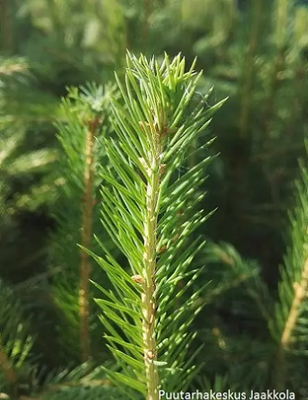 METSÄKUUSI - Kuuset - 1030306 - 1