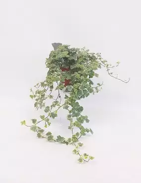 MURATTI WHITE WONDER 13 CM RUUKKU - Muut viherkasvit - 2002984300006 - 1