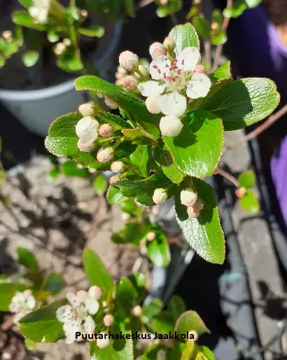 MUSTA-ARONIA REVONTULI MOUND - Muut pensaat - 2034504600006 - 1