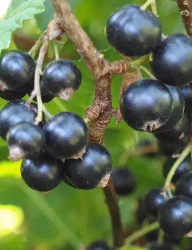 MUSTAHERUKKA MARSKI RUNGOLLINEN - Herukat - 2098142800006 - 1