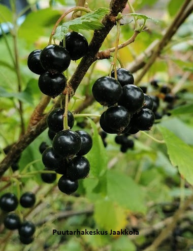 MUSTAHERUKKA MORTTI - Herukat - 2027203800006 - 1