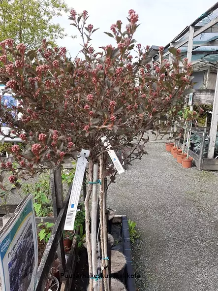 PURPPURAHEISIANGERVO LITTLE JOKER rungollinen - Heisiangervot - 2024989200006 - 1