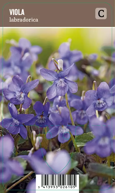 PURPPURAORVOKKI - Muut perennat - 2034920400006 - 1