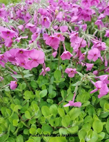 RÖNSYLEIMU - Leimut - 2010396500006 - 1