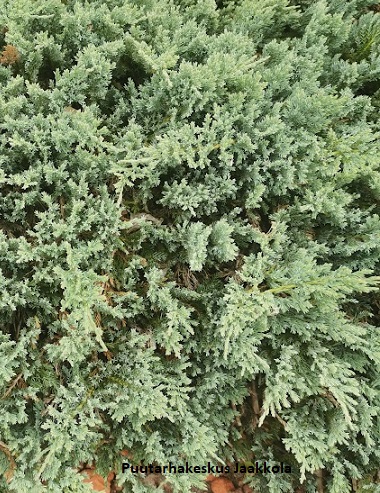 SINILAAKAKATAJA BLUE CHIP - Katajat - 10302106 - 1