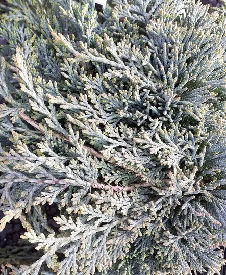 SINILAAKAKATAJA ICEE BLUE - Katajat - 2025350900006 - 1