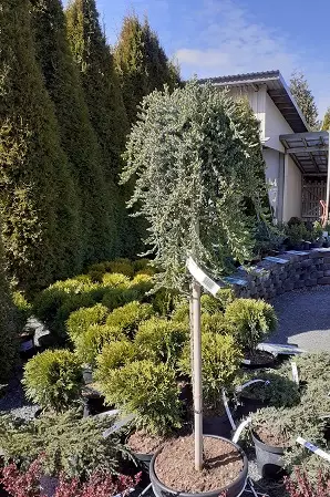 SIPERIANKATAJA rungollinen - Katajat - 2034470400006 - 1