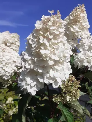 SYYSHORTENSIA VANILLE FRAISE rungollinen - Muut lehtipuut - 2040004800006 - 1