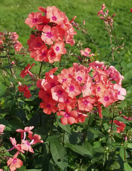 SYYSLEIMU SPITFIRE - Leimut - 2010198500006 - 1