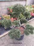 ALPPIMÄNTY BONSAI 60-80 C50 - Männyt - 2020494500006 - 1