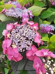 SAFIIRIHORTENSIA BLACKBERRY PIE - Hortensiat - 2039882600006 - 1